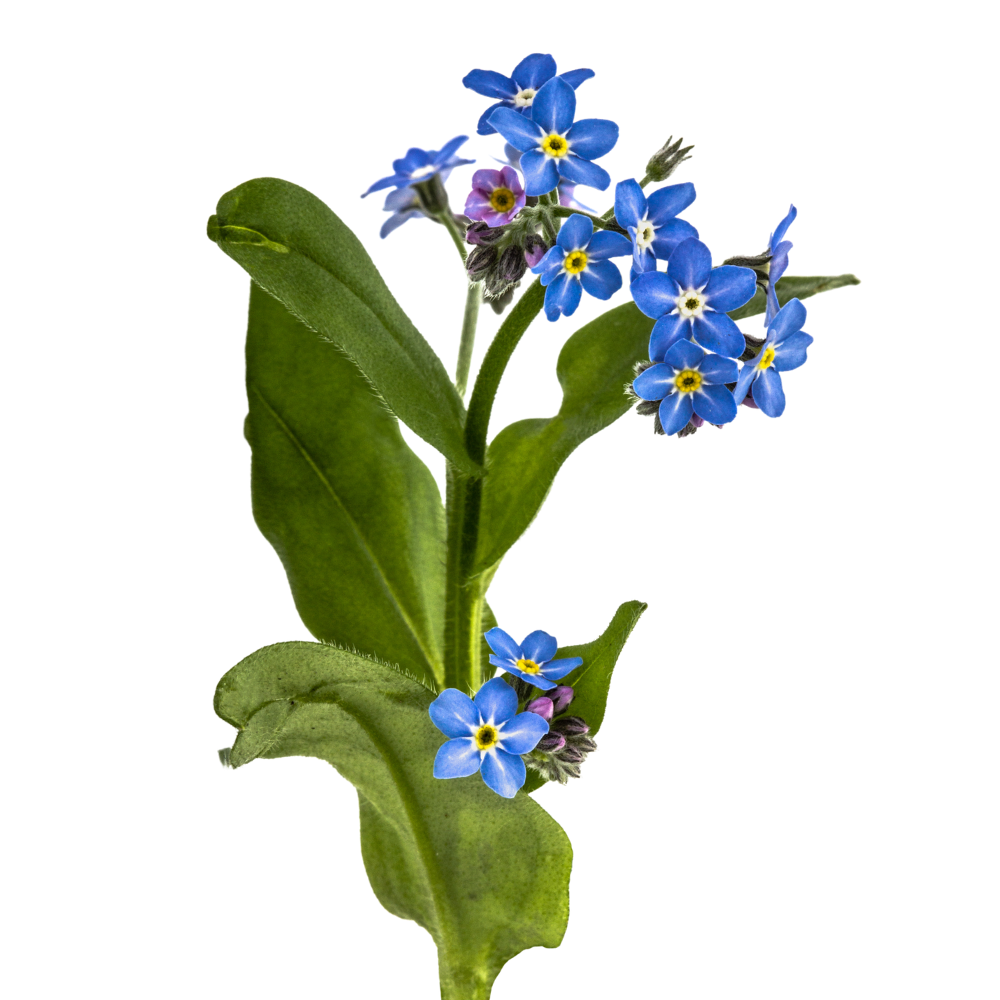 niezapominajka polna Myosotis arvensis